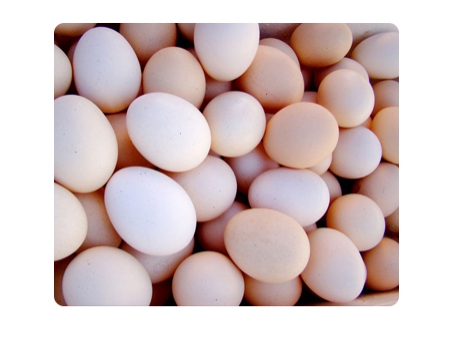 203B  Egg Washer (20,000 EGGS/HOUR)
