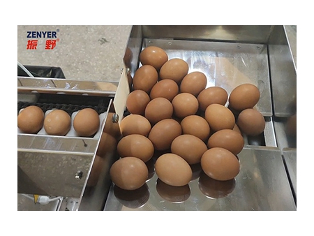 501A Egg Breaking and Separating Machine (3000EGGS/HOUR)
