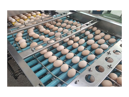304A Egg Processing Line with Cleaning & Grading (30,000 EGGS/HOUR)