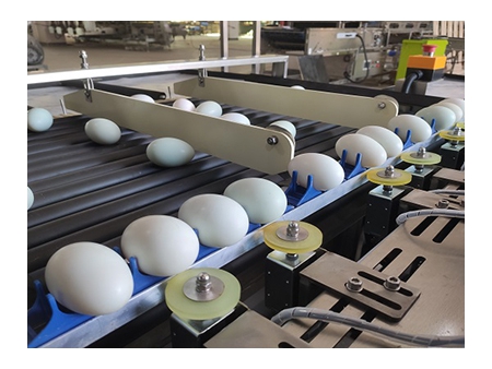 302BS Duck Egg Processing Line with Water Bath Loading & Washing & Grading (10,000 EGGS/HOUR)