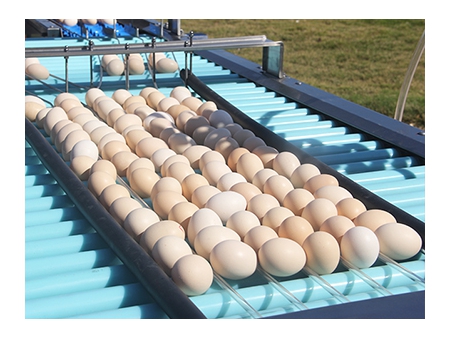 303A Egg Processing Line with Cleaning, Grading & Auto-packer (20,000 EGGS/HOUR)
