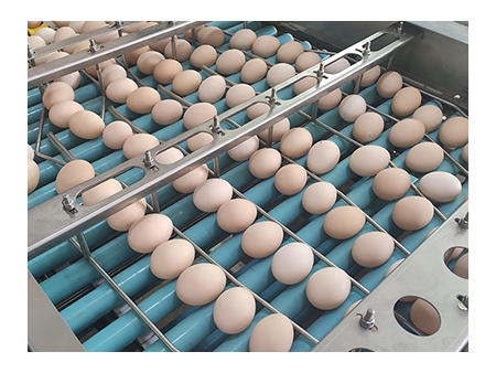 303A Egg Processing Line with Cleaning, Grading & Auto-packer (20,000 EGGS/HOUR)