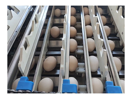 303A Egg Processing Line with Cleaning, Grading & Auto-packer (20,000 EGGS/HOUR)