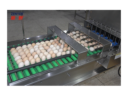 605A Egg Accumulator