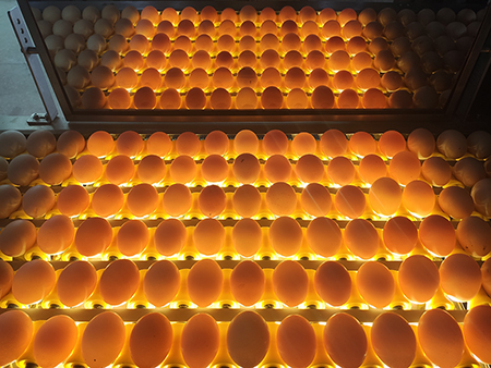 605A Egg Accumulator