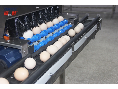 605A Egg Accumulator