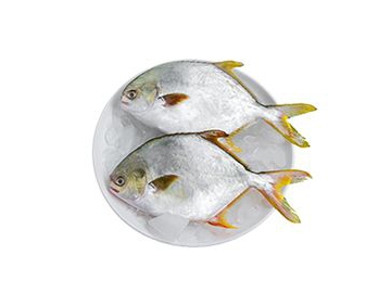 Blast Freezer
