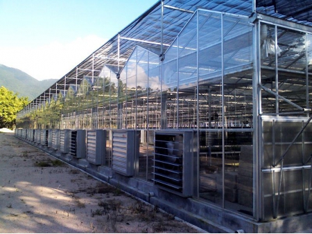 Greenhouse Glass