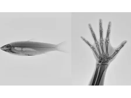 MINI Portable X-Ray Machine