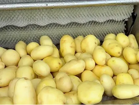 Brush Peeling Machine