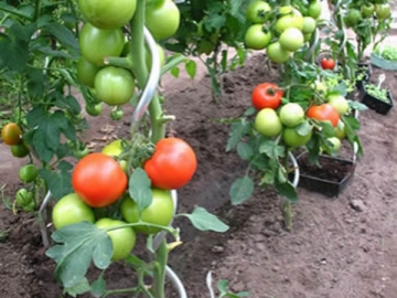 Tomato Support Spiral Wire