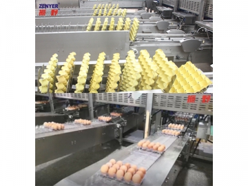 302A Egg Processing Line with Cleaning, Grading & Packaging (10000 EGGS/HOUR)