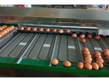 301A Egg Processing  Line with Cleaning & Grading (5000 EGGS/HOUR)