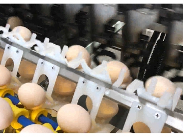 302A Egg Processing Line with Cleaning, Grading & Packaging (10000 EGGS/HOUR)